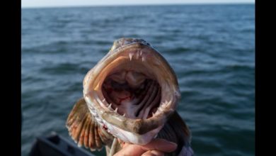 Photo of У этой рыбы 555 зубов. Она теряет по 20 каждый день