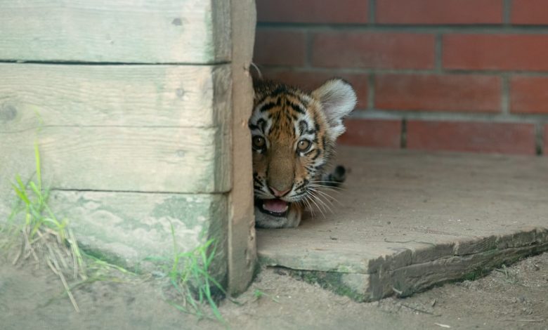 Photo of В подразделении Московского зоопарка родились редкие амурские тигрята