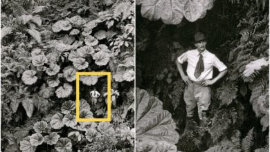 Photo of «Мальчик-с-пальчик»: фото из архива National Geographic