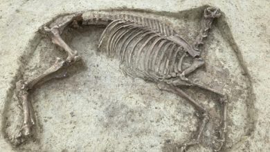 Photo of На средневековом кладбище найден загадочный скелет безголовой лошади