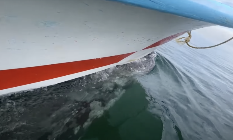 Photo of Серый кит прокатил лодку с туристами по волнам: видео